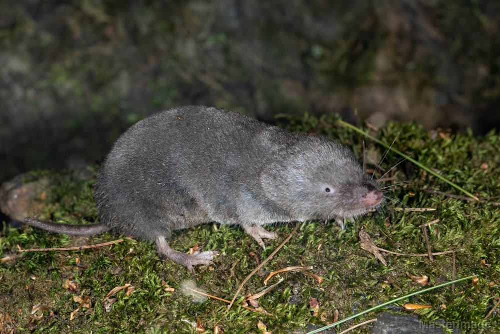 Northern Short-tailed Shrew